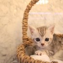 도그마루 강아지 고양이 울산점 이미지