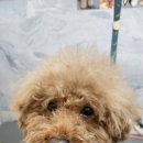 하니 그루밍( Hani Grooming) 이미지