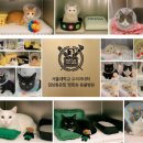 용인센트럴동물병원 | 암컷 고양이 중성화 비용·최소절개 수술 가격 후기 ｜용인·분당 동물병원