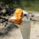 산호세 농장 이미지