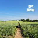 들꽃섬 | 여행] 구 당남리섬, 새 이름 '대신섬'에 다녀왔어요! 🌾 황금보리밭과 양귀비꽃 가득한 대신섬 방문 후기