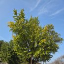홍산향교 은행나무 | 보은 회인향교 풍림정사 은행나무 단풍 용궁식당