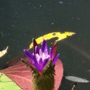 그대애개 이미지