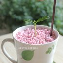 커피나무 이미지