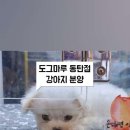 도그마루 강아지 고양이 동탄점 네이버블로그