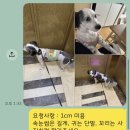 딩동 펫 살롱 이미지