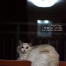 마론도리스(Marondollis) 이미지