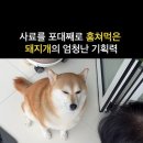 사료를 포대째 훔쳐먹은 돼지개 이미지