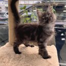 온사랑펫 이미지