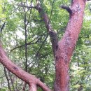 명수목장 이미지