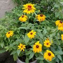 루드베키아 이미지