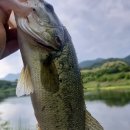 순천-59호 이미지