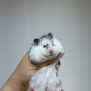 선셋 햄스터리 이미지