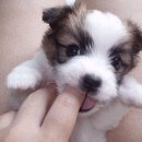음 Daum카페