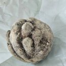 세월천로40번길 | [부평호두과자] 복호두 부평청천점 신메뉴 '쑥 호두과자' &amp; 시그니처 '앙버터' 후기 (인천부평답례품 추천)