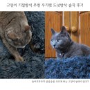 우기펫 네이버블로그