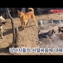 강아지들의 서열싸움에 대해 이미지