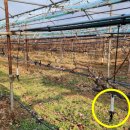 관수야관수 이미지