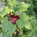 아침햇살 민박 이미지