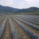 서대리농장 이미지