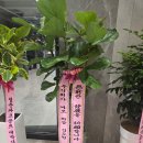 도원스크린골프