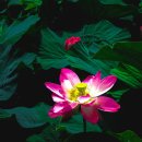 양산호수공원 이미지