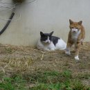 고양이정원 이미지