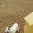 랩도그빌 이미지