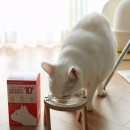 간식당 | 고양이 종합영양제 츄르 추천 기호성 좋은 간식 후기