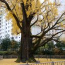 방학동 은행나무 이미지