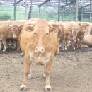 재두네 한우농장 이미지