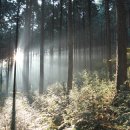 편백나무숲 이미지