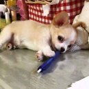 강아지삼촌