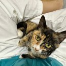 냥이와 양이 이미지