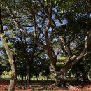 백일홍상사 이미지