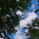 꿈꾸는나무 이미지