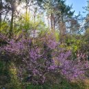 복사꽃공원 이미지