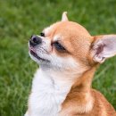 공감＋동물의료센터 이미지