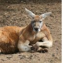 캥거루 동물병원 이미지