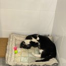 린동물병원 이미지