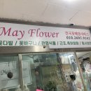 메이플라워 이미지