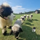 서부흑염소 이미지