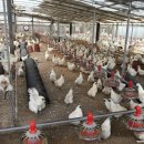 백봉춘천농장 이미지