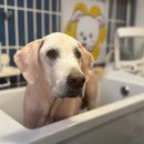 애견미용실 꽃개 | 평택 시츄 미용, 고덕동 강아지 미용 맛집 찾았어요!