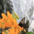 나리식당 이미지