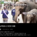 땡땡모 | 티빙 눈떠보니 OOO 땡땡땡 지예은편 코끼리리조트 타완리버사이드