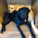 산책가개 이미지