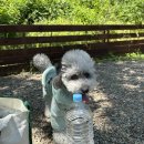 독스하트 | [공지] 신혼부부 2박 3일 캠핑 경북 애견 동반 캠핑장 추천 🐶 with. 고령트리독스캠핑장