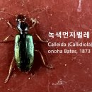 녹색먼지벌레 이미지