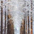 천안우둥불산악회 제440차 춘천 남이섬 겨울축제 신청 하는곳(2025년 12월 21일 셋째 주 일요일) 이미지